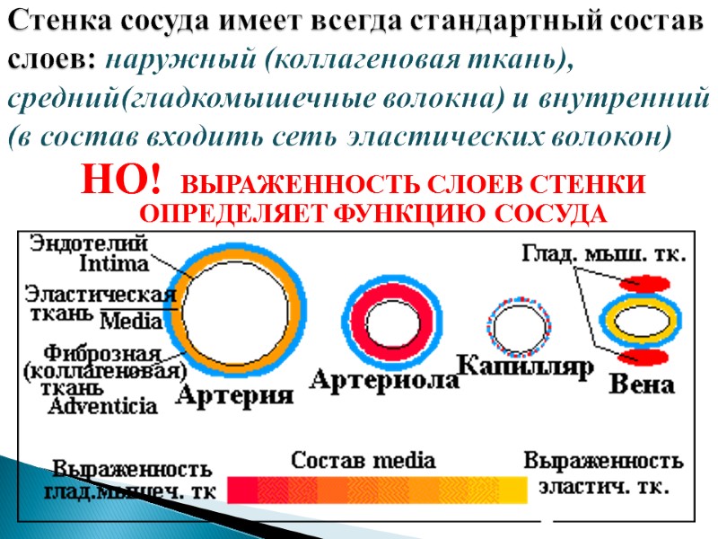 Стенка сосуда имеет всегда стандартный состав слоев: наружный (коллагеновая ткань), средний(гладкомышечные волокна) и внутренний